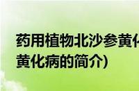 药用植物北沙参黄化病(关于药用植物北沙参黄化病的简介)