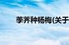 荸荠种杨梅(关于荸荠种杨梅的简介)