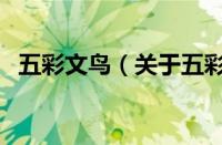 五彩文鸟（关于五彩文鸟的基本详情介绍）
