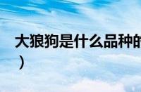 大狼狗是什么品种的狗（大狼狗图片（品种））