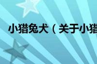 小猎兔犬（关于小猎兔犬的基本详情介绍）