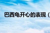 巴西龟开心的表现（巴西龟不开心的表现）