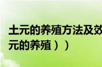 土元的养殖方法及效益（土元的养殖方法（土元的养殖））