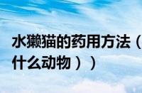 水獭猫的药用方法（水獭猫是什么（水獭猫是什么动物））