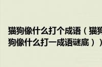 猫狗像什么打个成语（猫狗像什么打一成语是什么成语（猫狗像什么打一成语谜底））