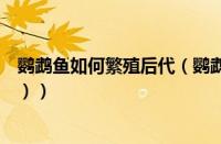 鹦鹉鱼如何繁殖后代（鹦鹉鱼繁殖的方法（鹦鹉鱼如何繁殖））