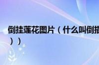 倒挂莲花图片（什么叫倒插莲花示意图（什么叫倒插莲花刑））