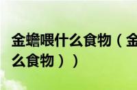 金蟾喂什么食物（金蟾吃什么食物（金蝉吃什么食物））