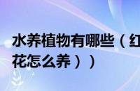 水养植物有哪些（红美丽植物怎么养（红美丽花怎么养））