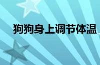 狗狗身上调节体温（狗狗的汗腺在哪里）
