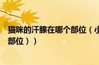 猫咪的汗腺在哪个部位（小狗的汗腺在哪里（狗流汗在什么部位））