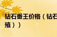 钻石番王价格（钻石番王好养吗（钻石番王繁殖））