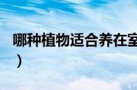 哪种植物适合养在室内（蚂蚁庄园3月25答案）