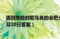 遇到危险时鸵鸟真的会把头埋进沙堆吗（支付宝蚂蚁庄园9月20日答案）