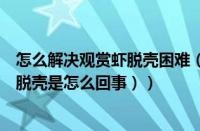 怎么解决观赏虾脱壳困难（观赏虾退壳要注意事项（观赏虾脱壳是怎么回事））