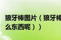 狼牙棒图片（狼牙棒是干啥用的（狼牙棒是什么东西呢））