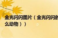 金光闪闪图片（金光闪闪的动物是什么生肖（金光闪闪有什么动物））
