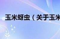 玉米蚜虫（关于玉米蚜虫的基本详情介绍）