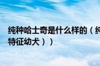 纯种哈士奇是什么样的（纯种哈士奇特征介绍（纯种哈士奇特征幼犬））