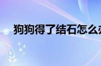 狗狗得了结石怎么办（狗狗结石怎么办）
