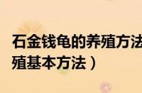 石金钱龟的养殖方法和注意事项（石金钱龟养殖基本方法）