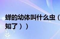 蝉的幼体叫什么虫（蝉的幼虫是什么（蝉又叫知了））