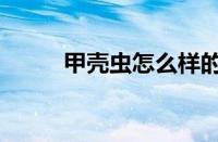 甲壳虫怎么样的（甲壳虫怎么样）
