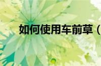 如何使用车前草（如何使用车载导航）