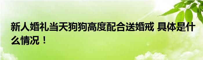 新人婚礼当天狗狗高度配合送婚戒 具体是什么情况！