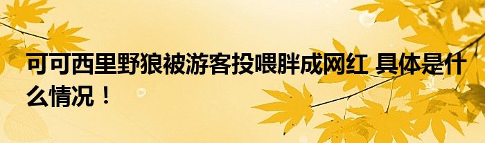 可可西里野狼被游客投喂胖成网红 具体是什么情况！