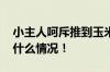 小主人呵斥推到玉米的小鹿反被踹倒 具体是什么情况！