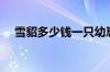 雪貂多少钱一只幼崽（雪貂多少钱一只）