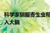 科学家驯服寄生虫帮人类治病：可携带药物进入大脑