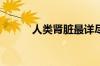 人类肾脏最详尽单细胞图谱绘成